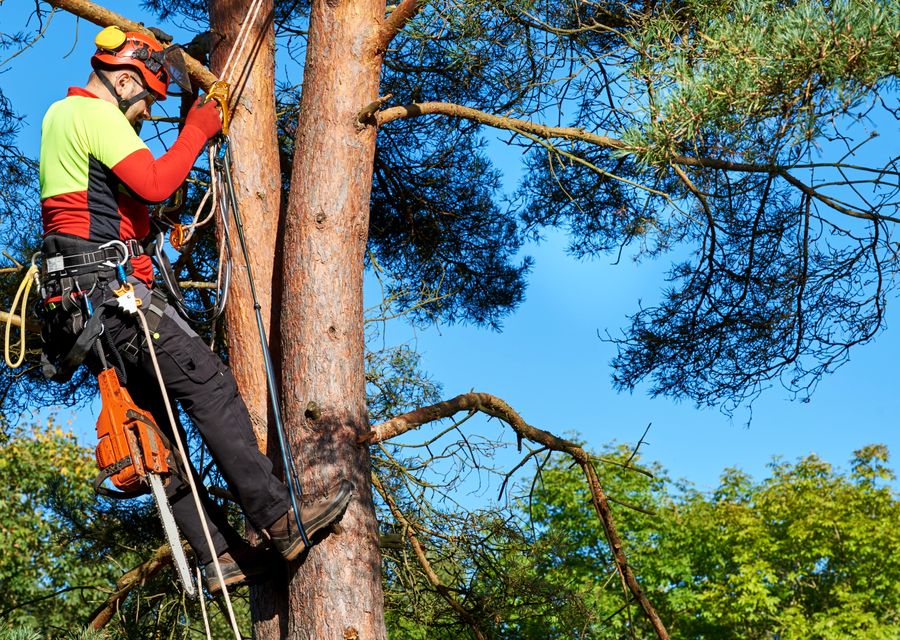 Tree removal work by E&R Tree Service in Sanford, ME