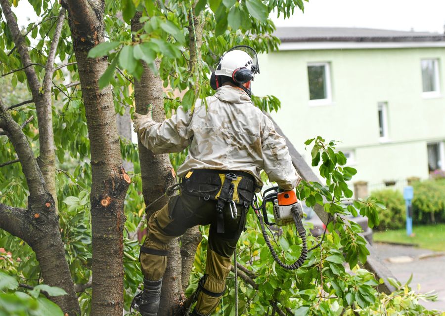 Tree removal work by Grove Tree Service & Landscaping in Caernarvon, PA