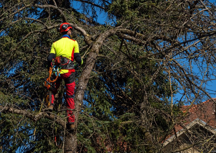 Tree removal work by McCabe's Tree Experts in Ashland, NE