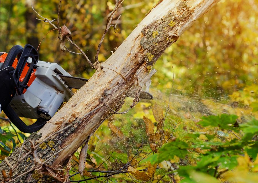 Tree removal work by TD's Tree Service in Oak Forest, IL