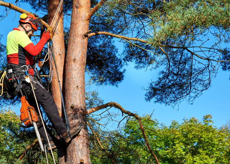 Tree removal work by Ultimate Tree Service in Apollo, PA