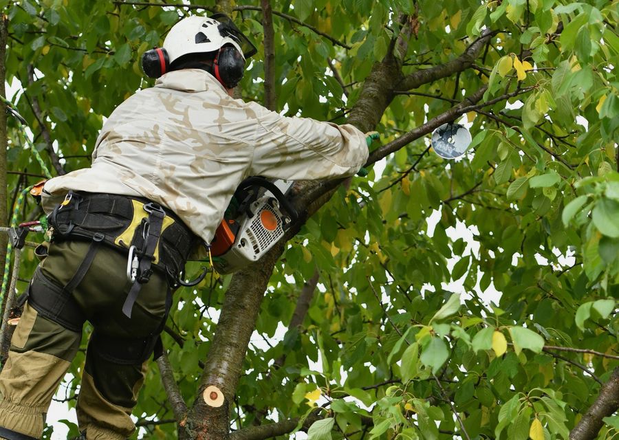Tree removal work by Premium Tree Service in Bluffton, SC