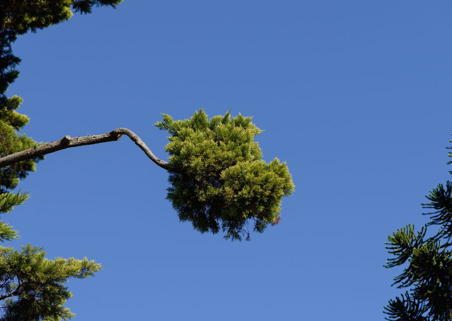 Tree removal work by Franco's Tree Service in Asheville, NC
