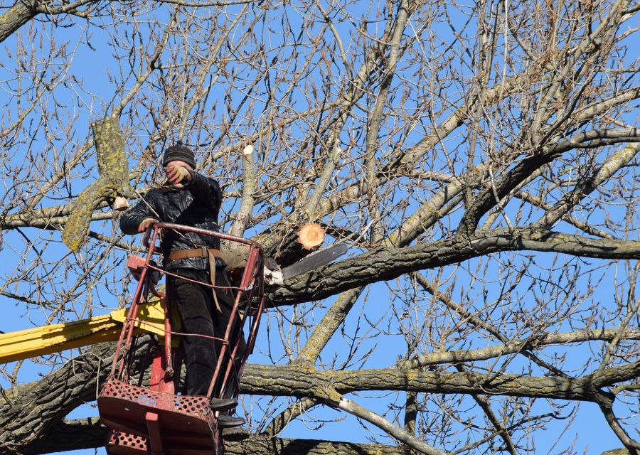 Tree removal work by McGee's Trees Tree Service, LLC in Adams, PA