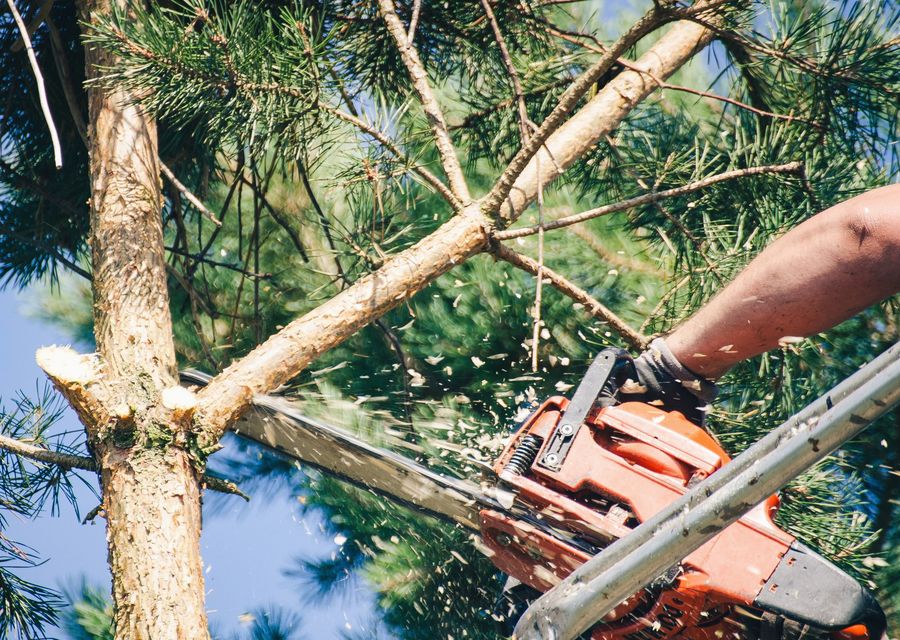 Tree removal work by Taylor Tree Removal Company in Marble Falls, TX
