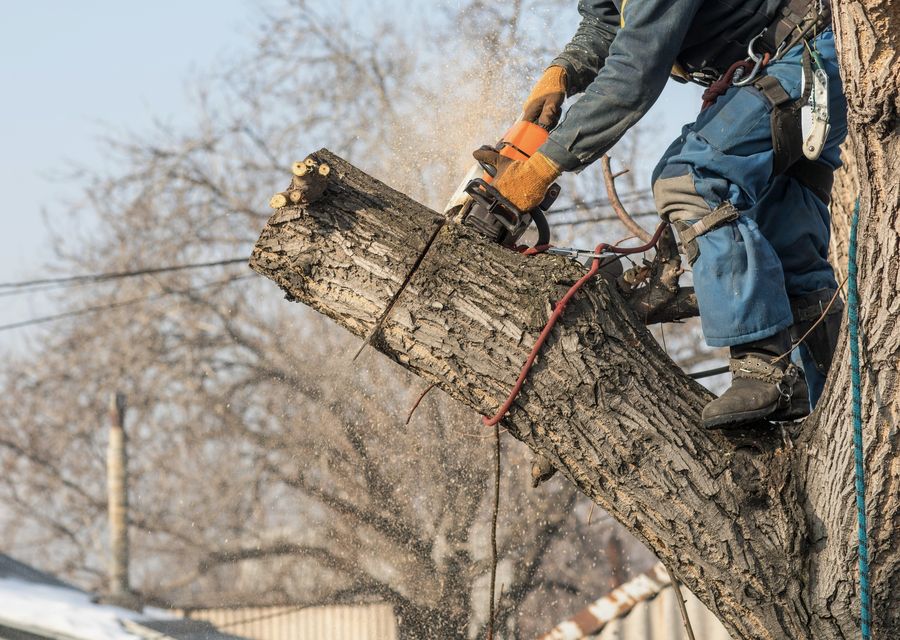 Tree removal work by Jose Tree Service & Landscaping inc in Cary, IL