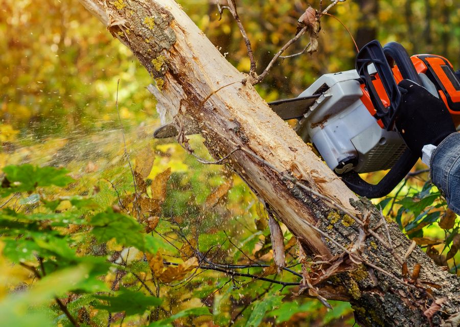 Tree removal work by Premier Stump Grinding in Penn, PA