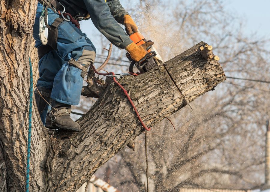 Tree removal work by Falkinburg Tree Expert Co. in North Berwick, ME