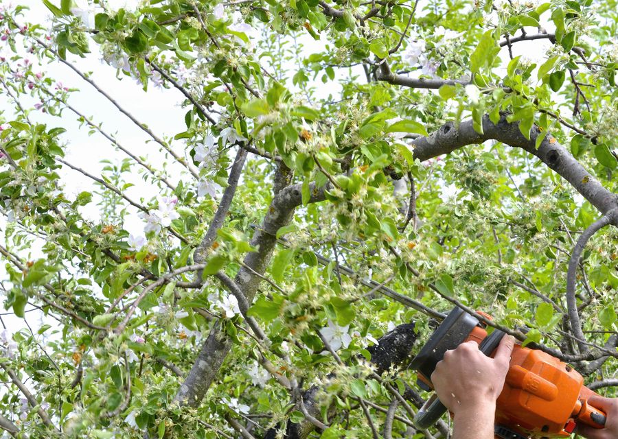 Tree removal work by Paradise Tree Services and Landscaping in Belfast, PA