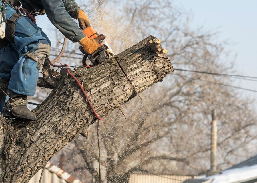 Tree removal work by Mory's Tree Service and Landscaping in Chicago Heights, IL
