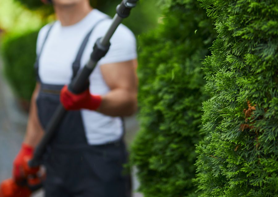 Tree removal work by Woody Tree Service, Inc. in River Grove, IL