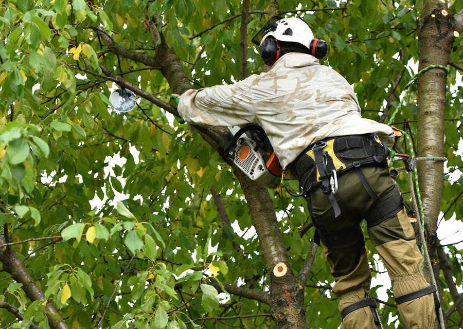 Tree removal work by True Tree Service in Derby Center, VT
