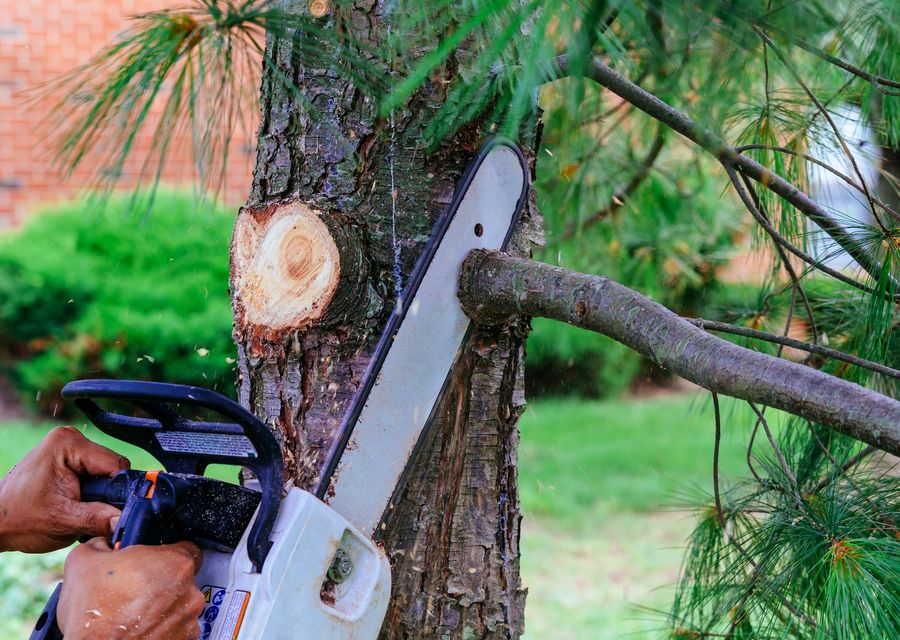 Tree removal work by O'Brother Tree Service LLC in Somersworth, NH