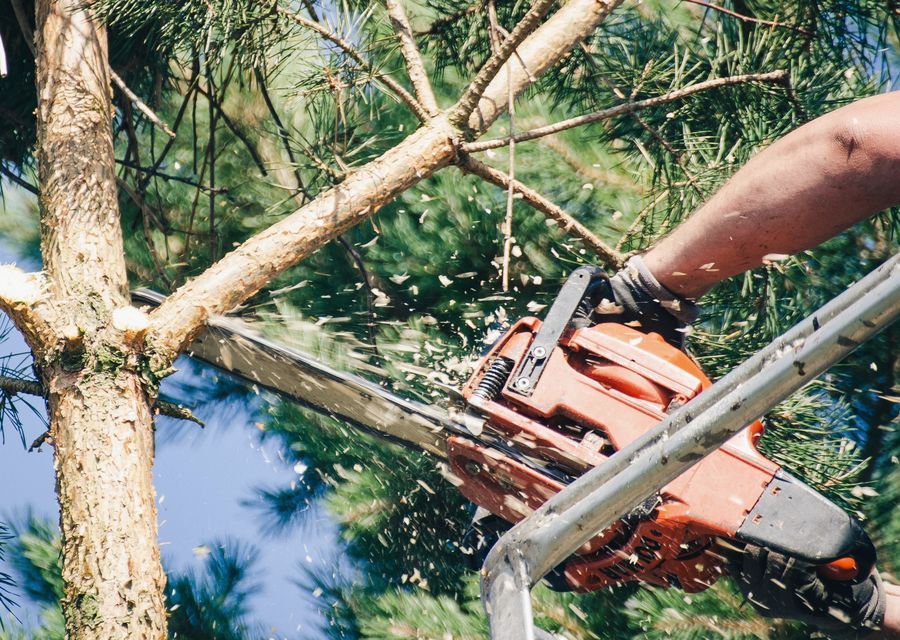Tree removal work by Cross Island Tree Service in Sorrento, FL