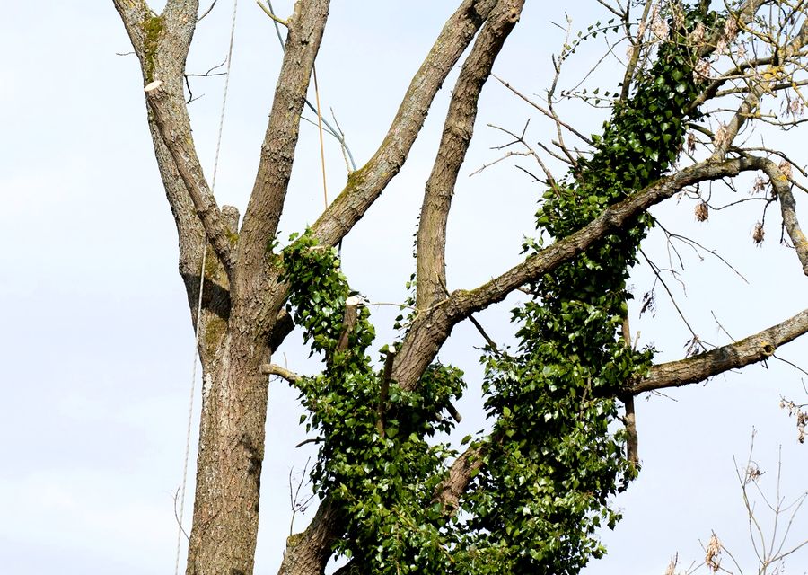 Tree removal work by Tree Service LLC in Derry, PA