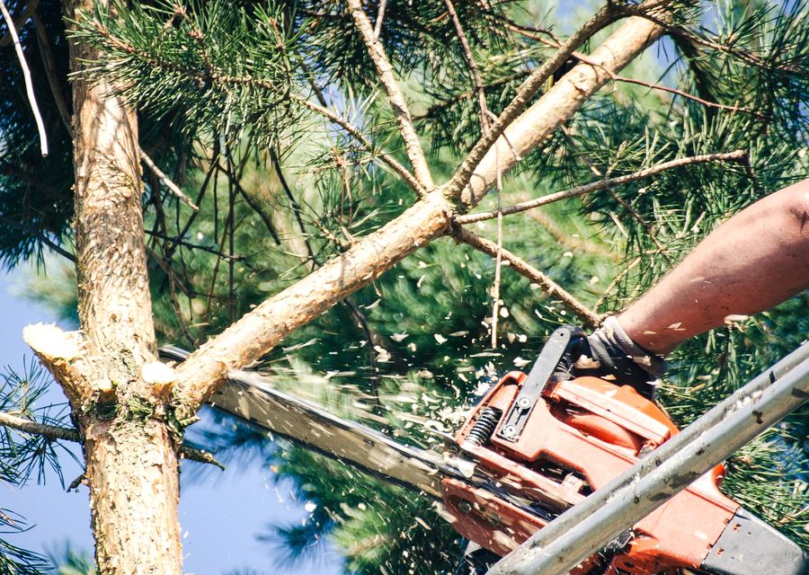Tree removal work by Safe Tree Service Pros in Broadview, IL