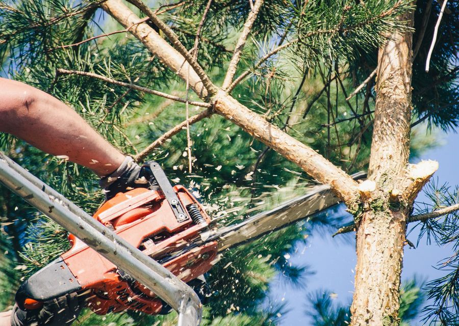 Tree removal work by Jones Tree Service in Westmont, IL