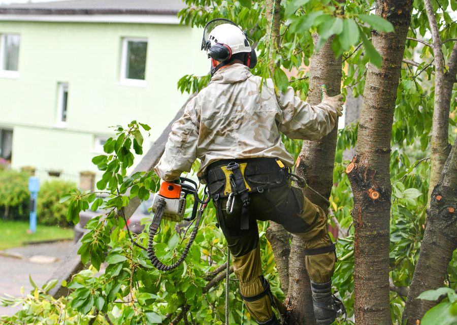 Tree removal work by G & J Tree Experts in Charlotte, NC