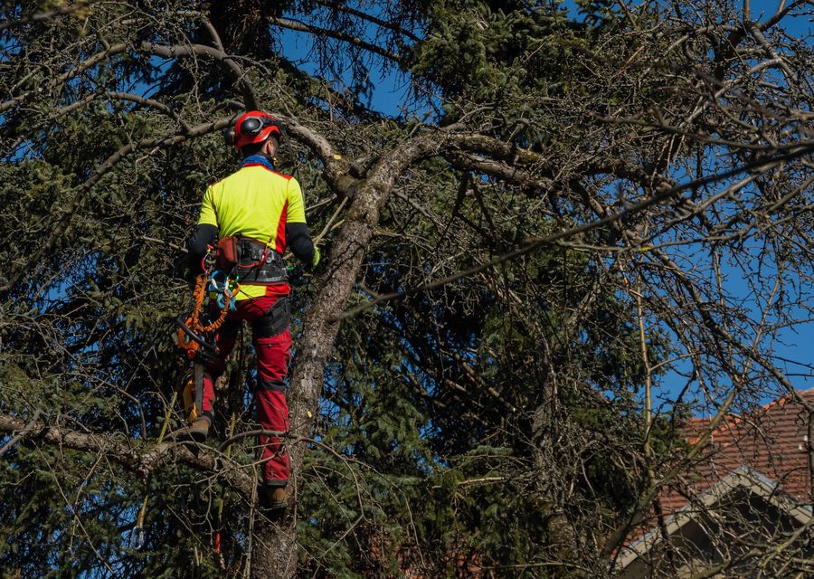 Tree removal work by Lids Tree Services in Elk Grove Village, IL