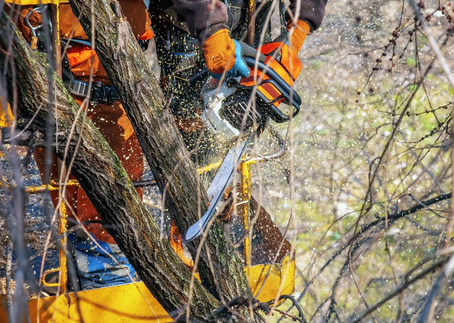 Tree removal work by Mile High Landscape & Tree Service in Quemahoning, PA