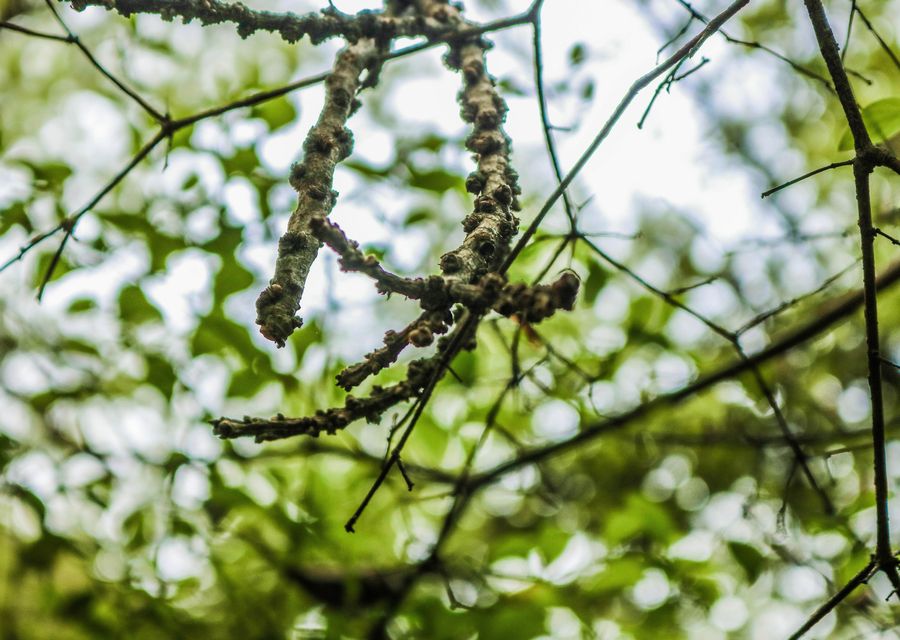 Tree removal work by Weldon's Tree Service in Abington, PA