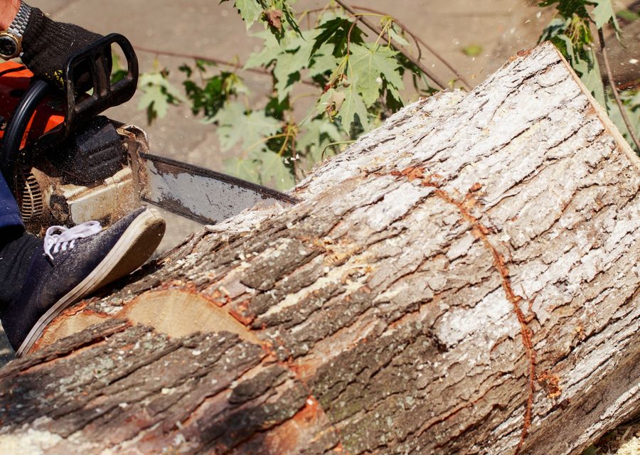 Tree removal work by American Eagle Tree Service LLC in Itasca, IL