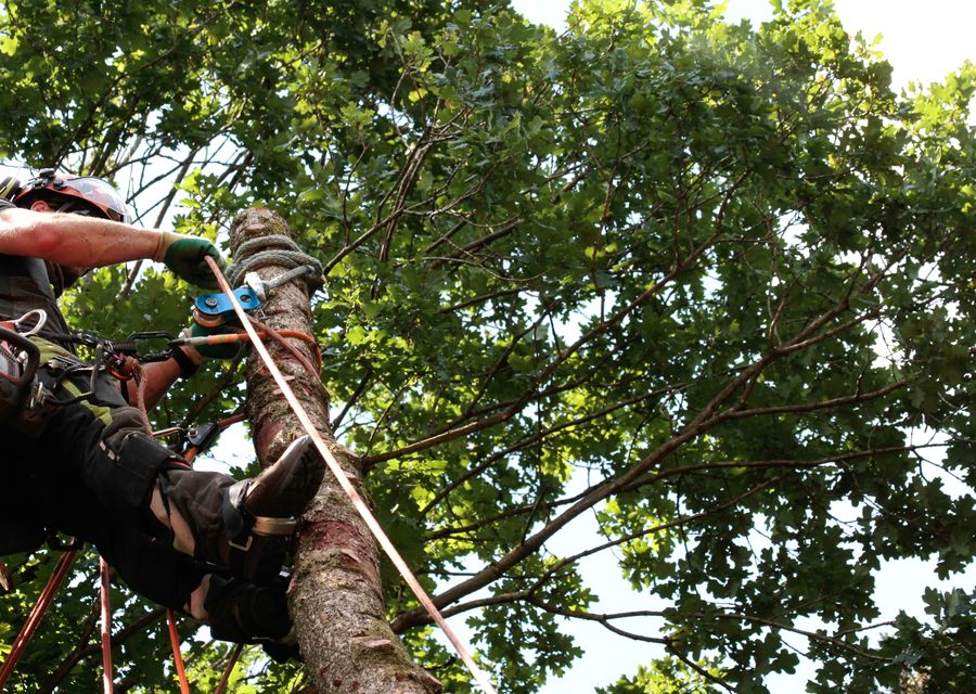 Tree removal work by Tree Techs Care & Removal in Norristown, PA