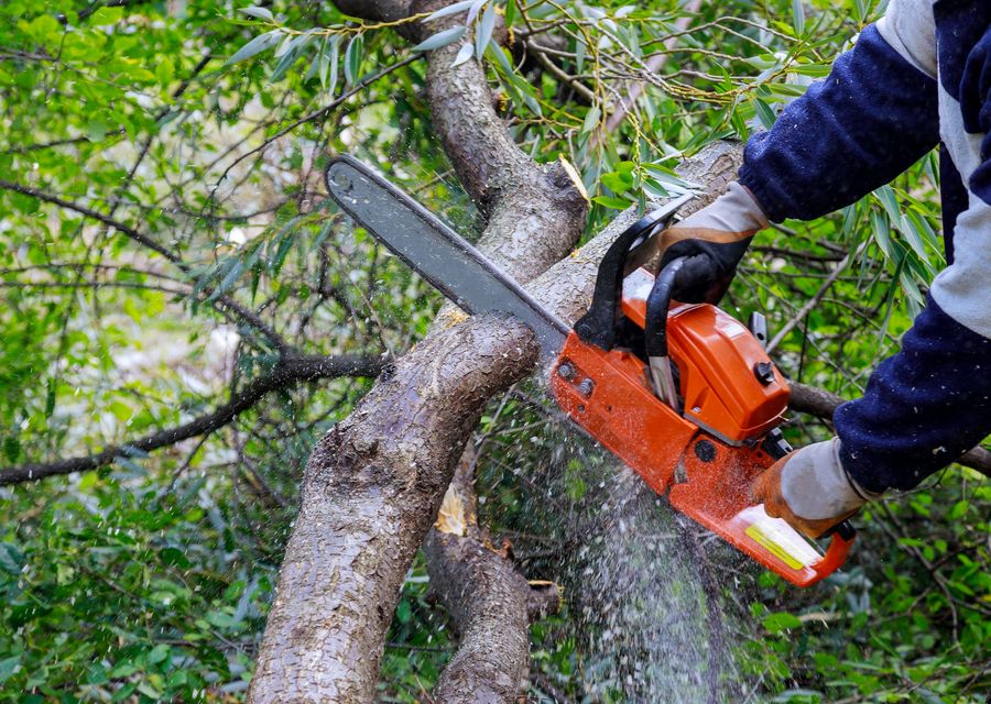Tree removal work by AAA Tree and Landscaping in Brea, CA