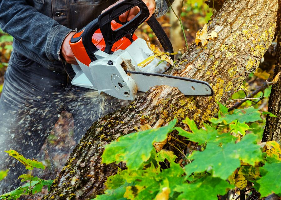 Tree removal work by Garden City Tree Services in Clarkston, GA