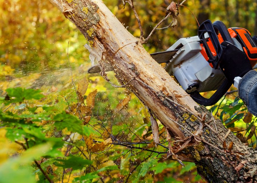 Tree trimming and pruning by Gold Coast Tree Experts in Braselton, GA