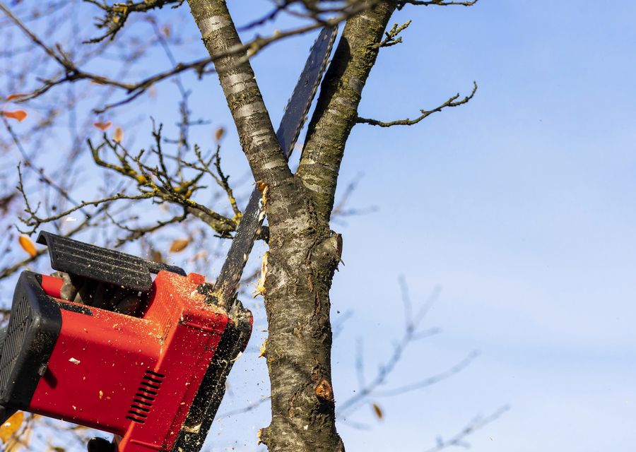 Tree trimming and pruning by RJS Tree Service in Chichester, NH