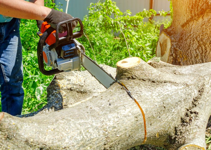Tree trimming and pruning by East Coast Tree Experts in Lyman, ME