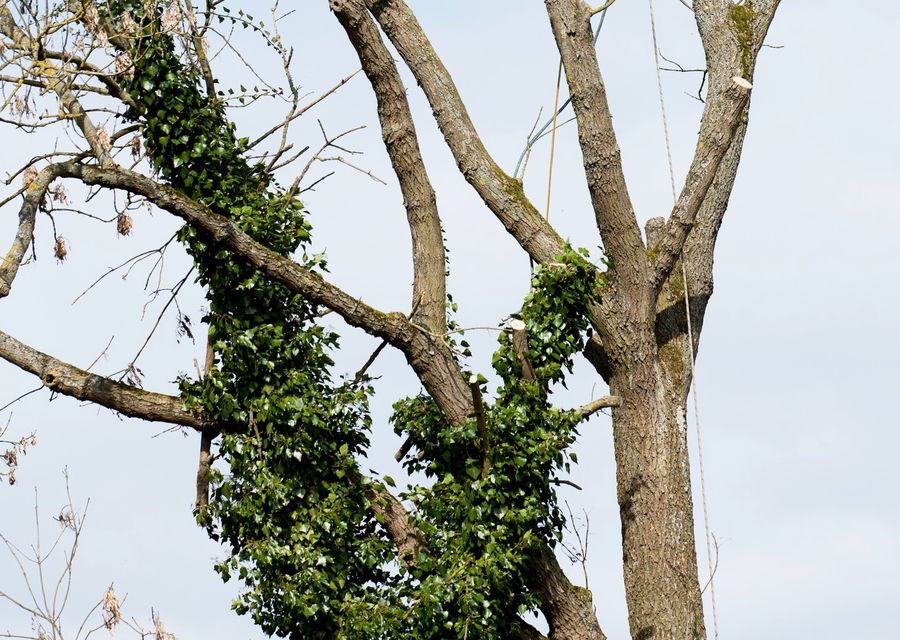 Tree trimming and pruning by Carter Brothers Trees & Landscape Inc in Merritt Island, FL