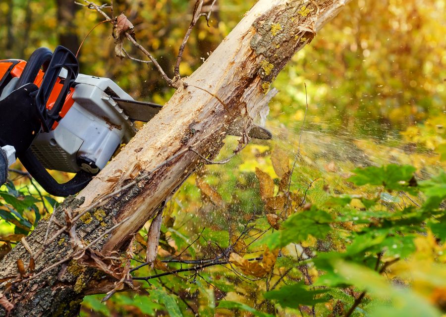Tree trimming and pruning by Beaver Tree Services in Orange City, FL