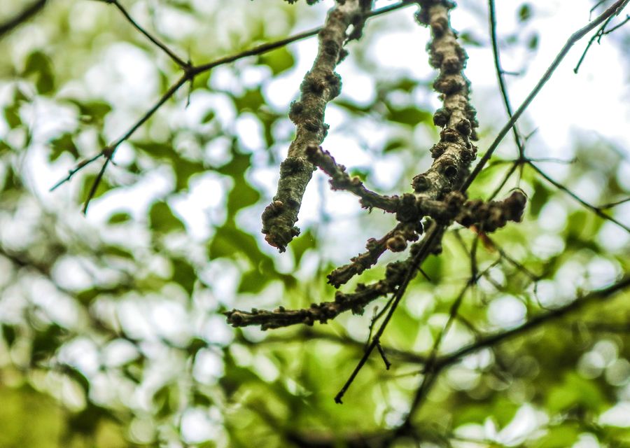 Tree trimming and pruning by Canales Tree Service LLC in White, PA