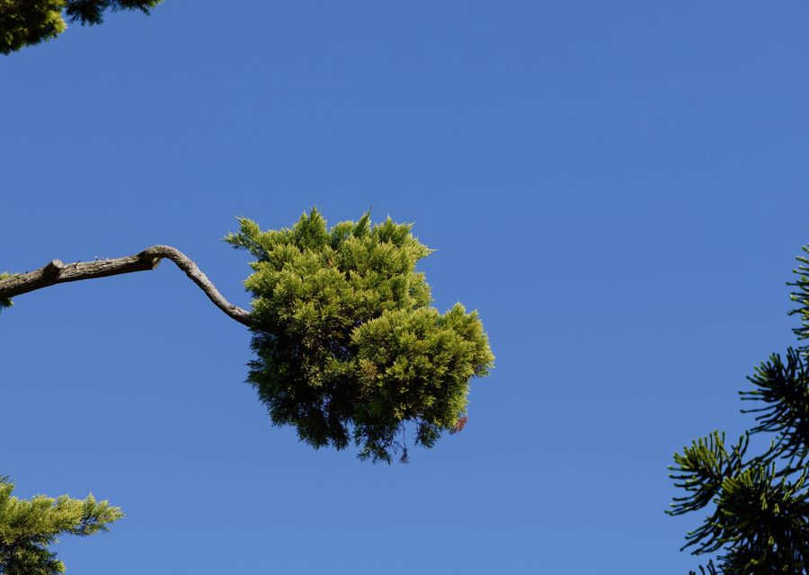 Tree trimming and pruning by All Island Tree Service Corp in Corona, CA