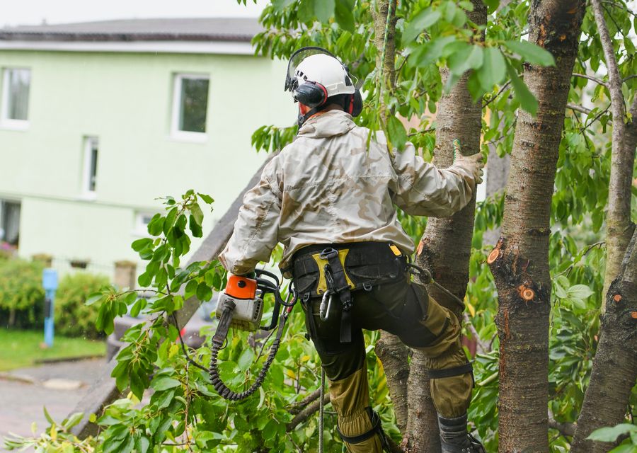 Tree trimming and pruning by Nassau Tree Removal in Elmhurst, IL