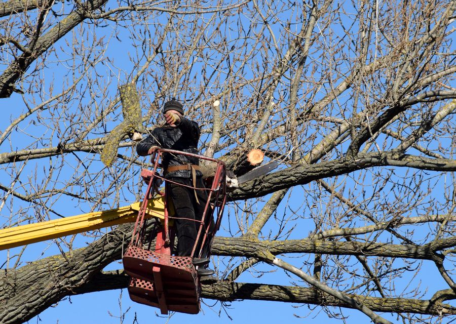 Tree trimming and pruning by Joe Tree Service Inc in Orland Park, IL