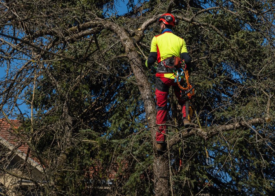 Tree trimming and pruning by Aspen Tree Expert Co., Inc. in Fox Lake, IL