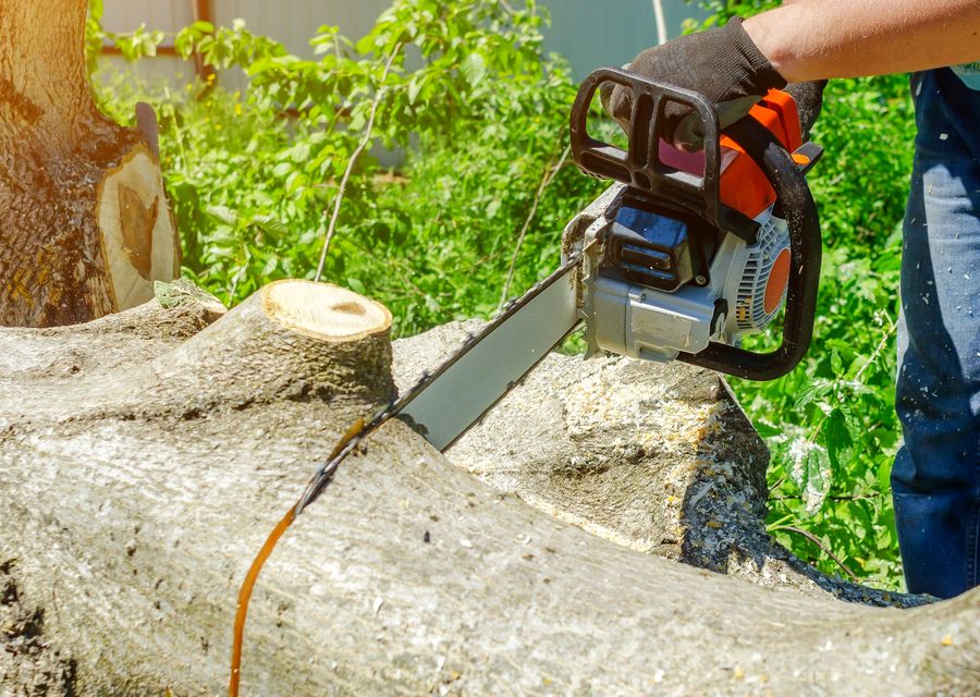 Tree trimming and pruning by Martinez Tree Service LLC in Papillion, NE