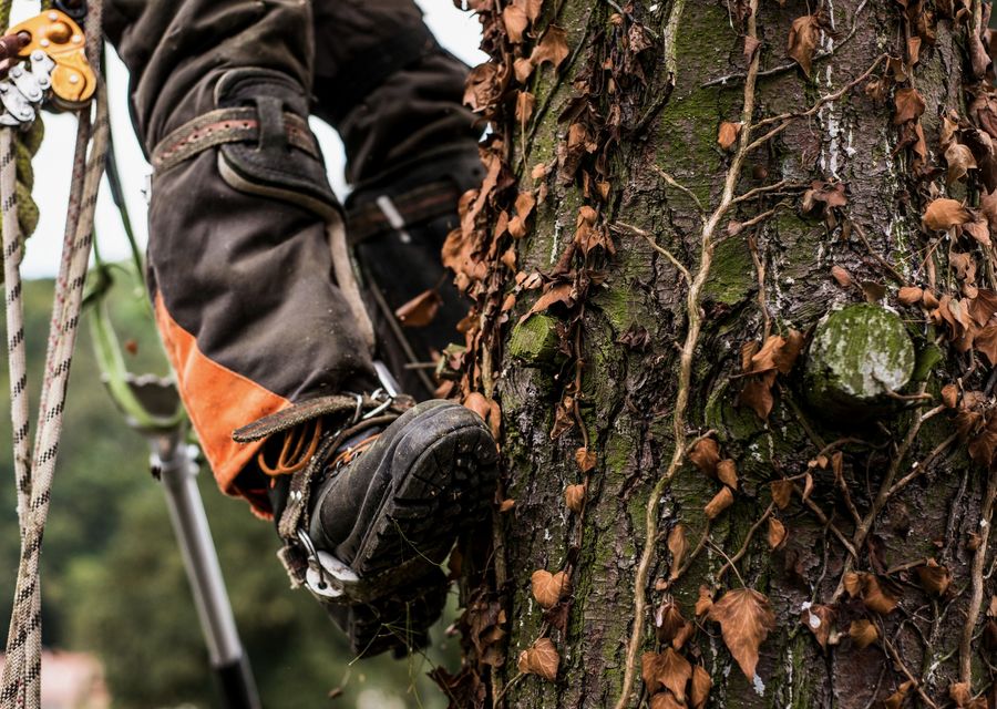 Tree trimming and pruning by De La Rosa Tree Service LLC in Salem, PA