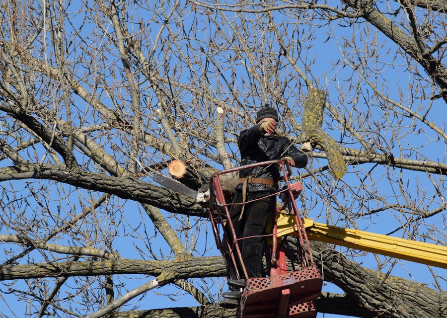 Tree trimming and pruning by Family Tree Service, LLC in Mt Pleasant, PA