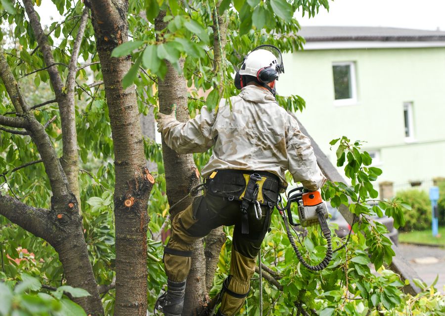Tree trimming and pruning by Jersey City Tree Services in Weaverville, NC