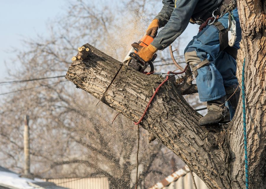 Tree trimming and pruning by Forestry Tree Care in Reade, PA