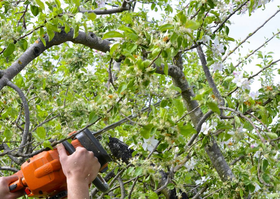 Tree trimming and pruning by Knockout Tree Services LLC in Portage, PA