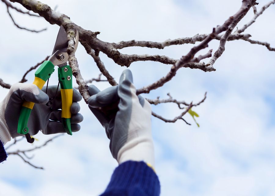 Tree trimming and pruning by Tree Service & Lawn Care in Homewood, IL