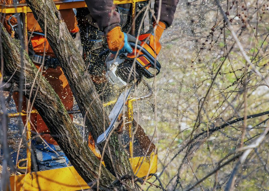 Tree trimming and pruning by Tree Service Long Island in Flossmoor, IL