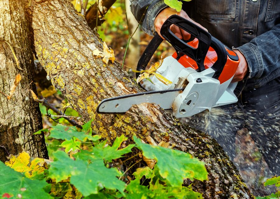 Tree trimming and pruning by Ace Tree Service in Lower Gwynedd, PA