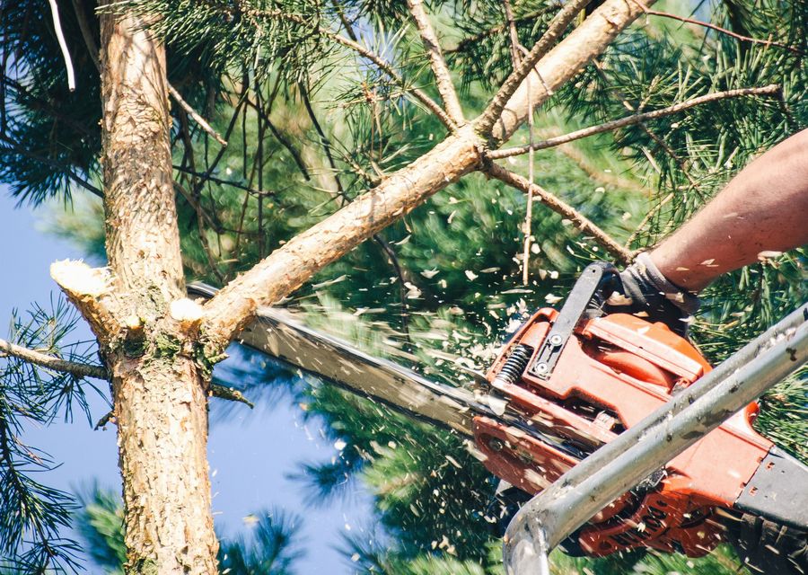 Tree trimming and pruning by Cornerstone Tree and Landscape Services in Dunbar, PA
