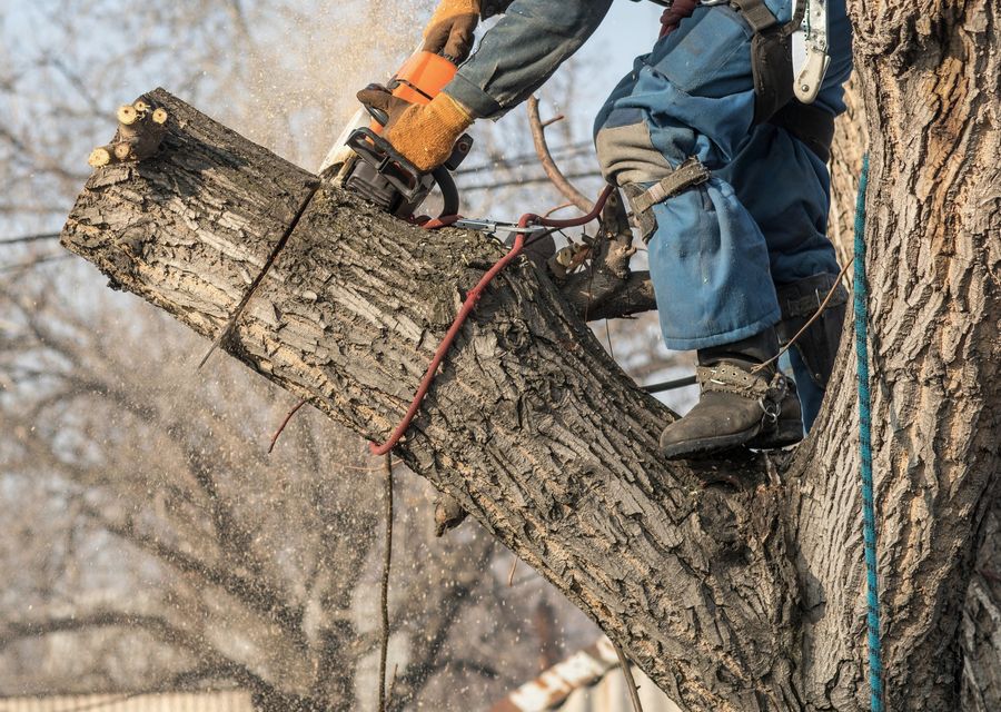 Tree trimming and pruning by Massapequa Tree Service in Mt Prospect, IL
